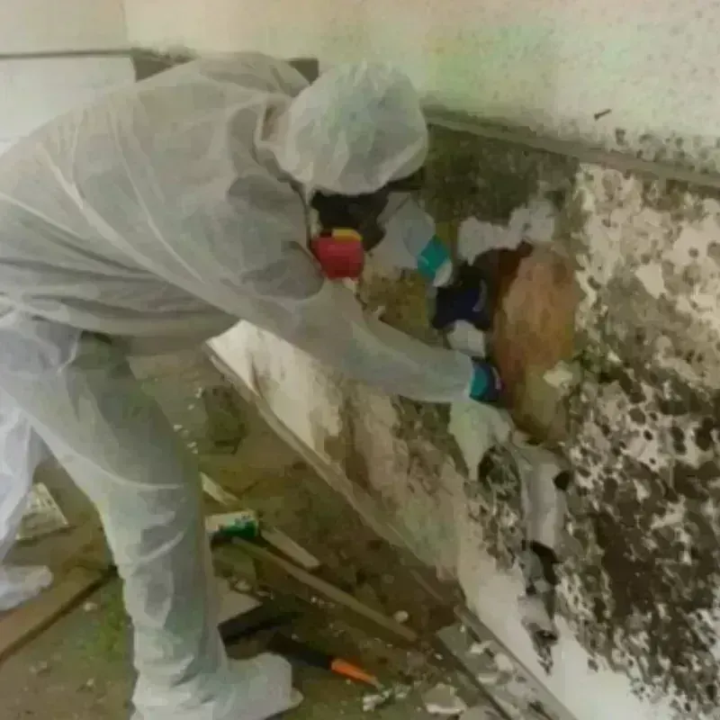 Mold Remediation and Removal in Oak Grove, MN